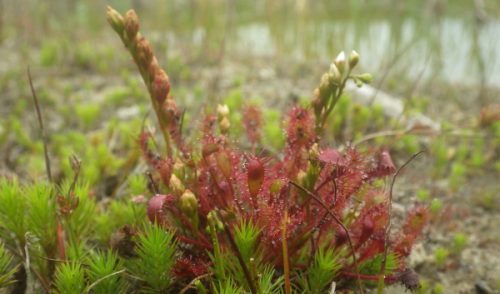 Neue Arten im Landschaftsgarten - IZID