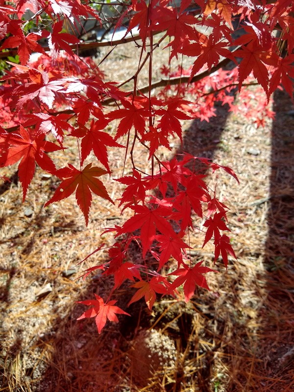 Teil des Gartens von Sogenji (Foto von Frank)