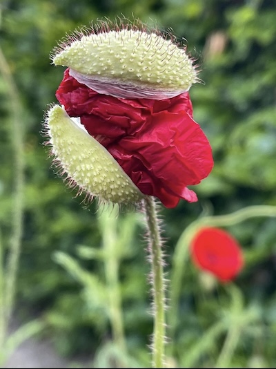 Gert Ryokan Bremer: Klatschmohn