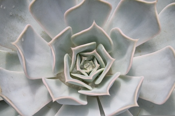 Echeveria Lilacina – Maarten Tap